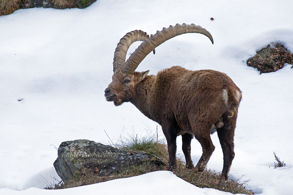 Stambecco - Capra ibex